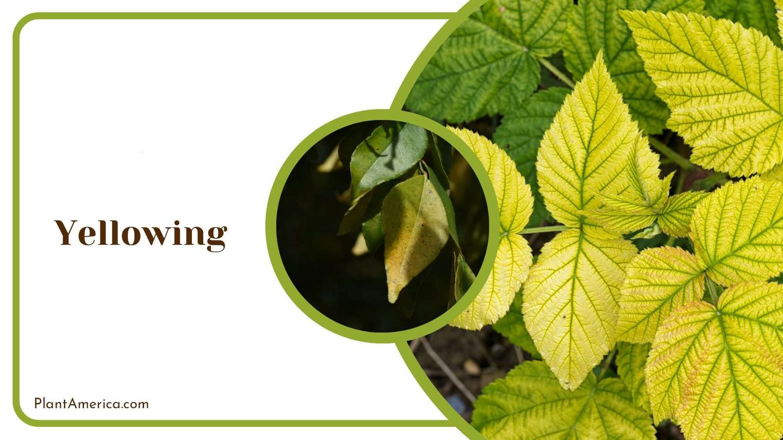 Yellowing Leaves in Pot Plant America