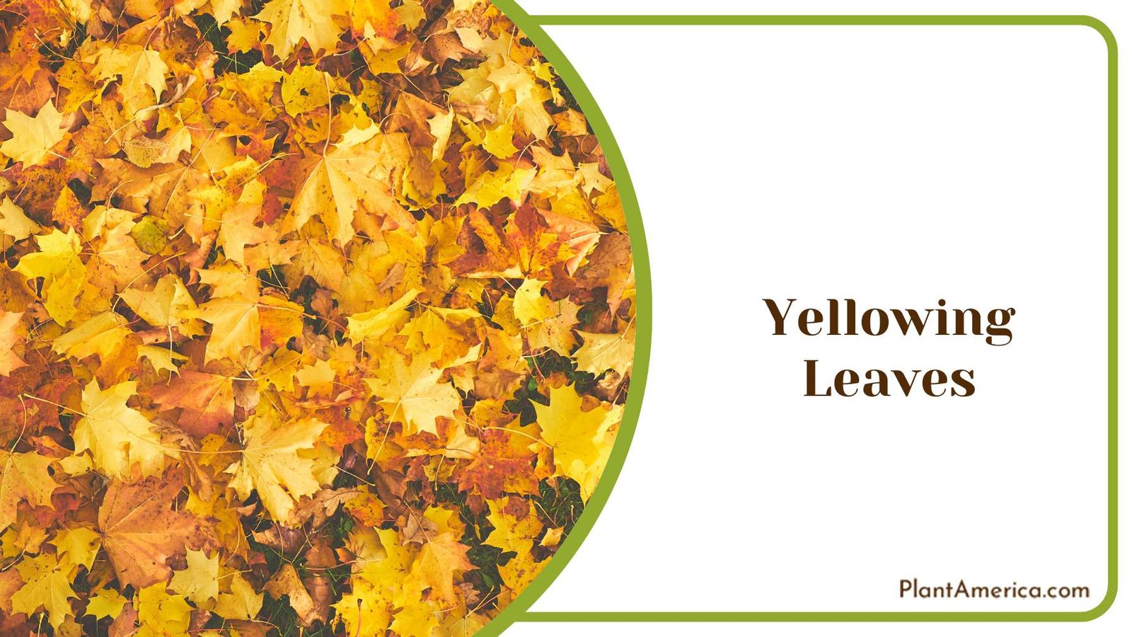 Yellowing of the Leaves Plant America