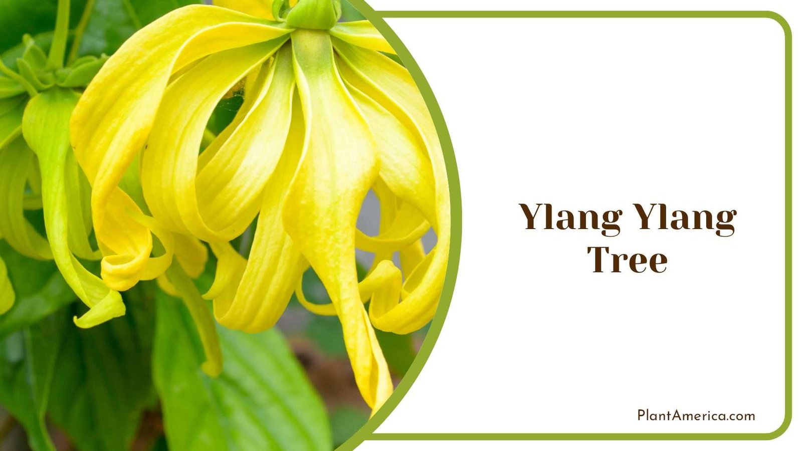 Ylang Ylang Tree PlantAmerica
