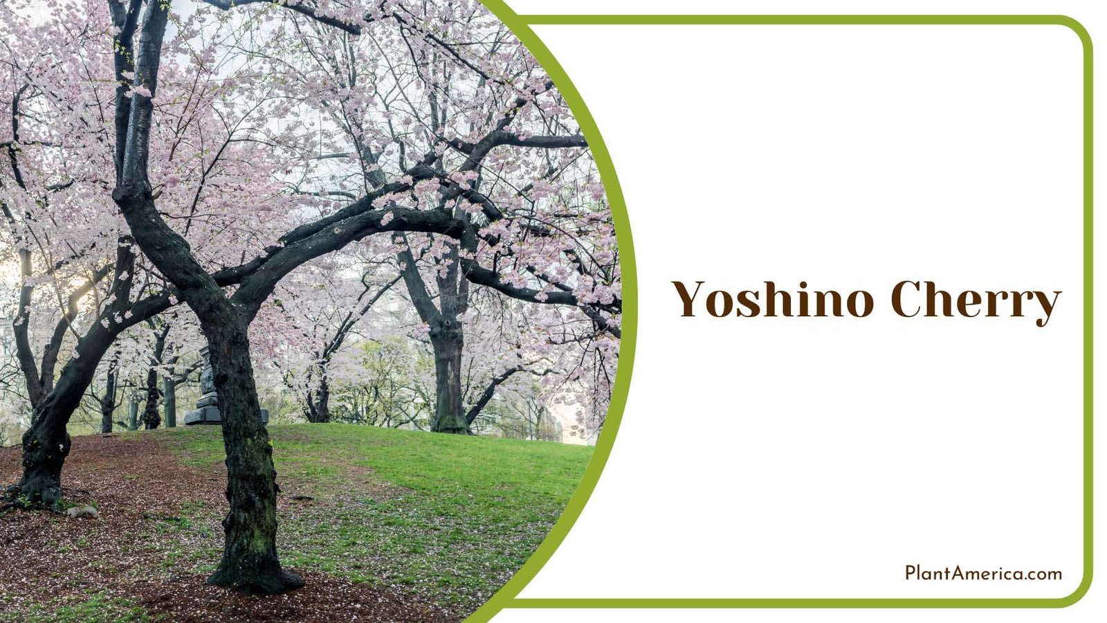 Yoshino Cherry Beauty In Park Plant America Yoshino Cherry Beauty In Park Plant America