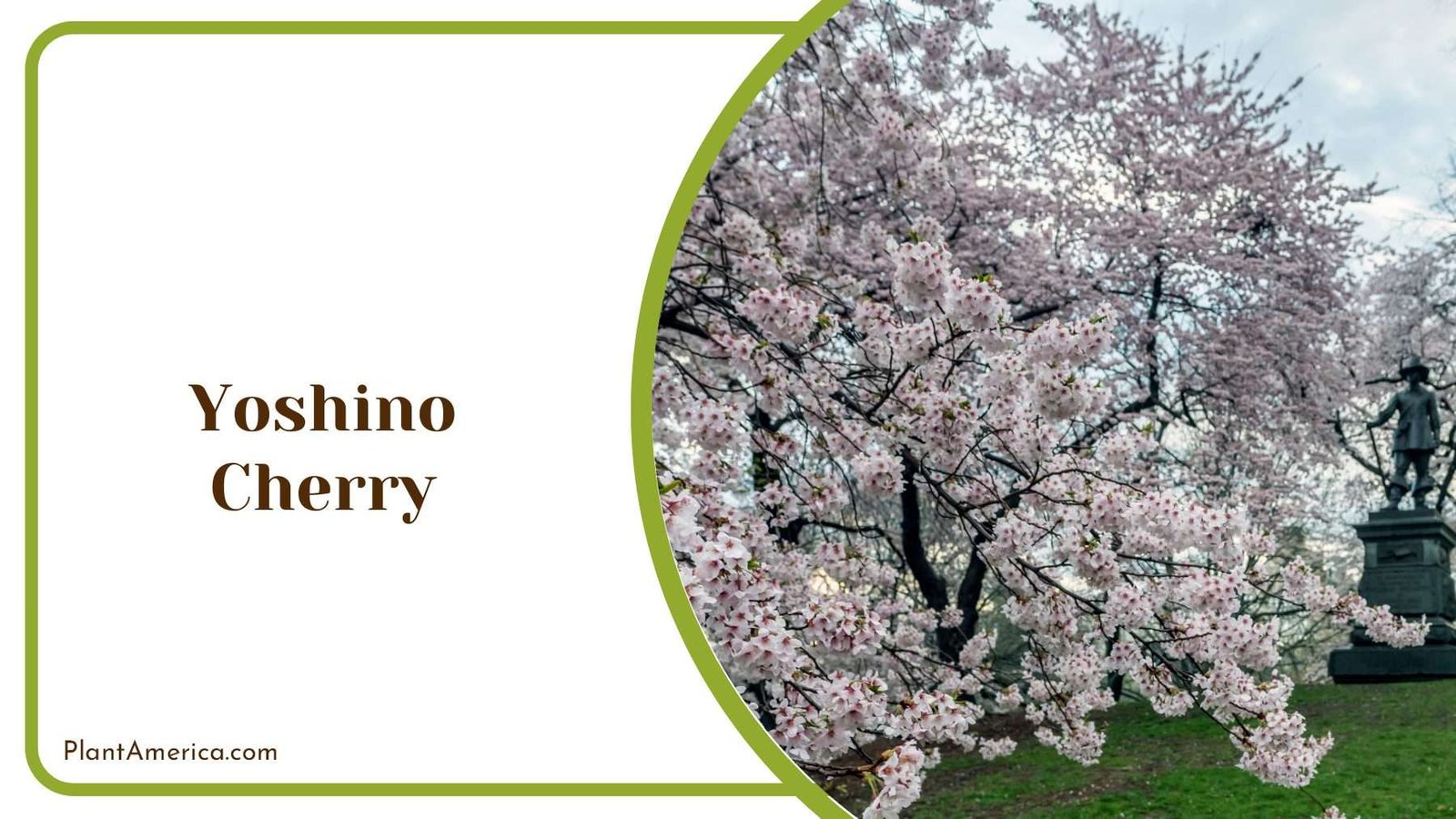 Yoshino Cherry In Park PlantAmerica