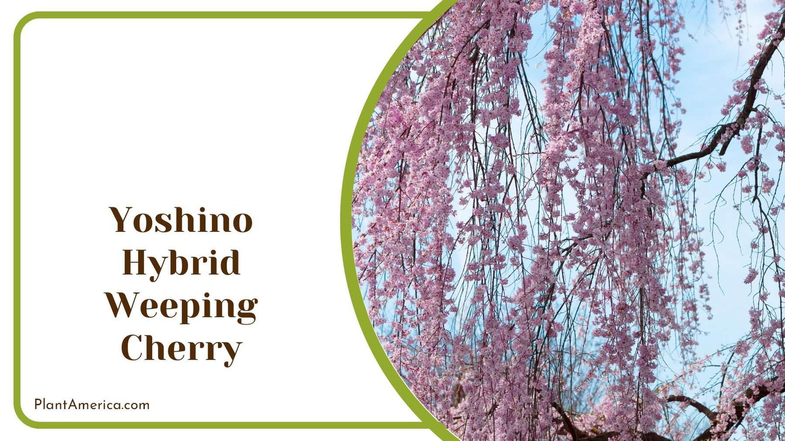 Yoshino Hybrid Weeping Cherry PlantAmerica
