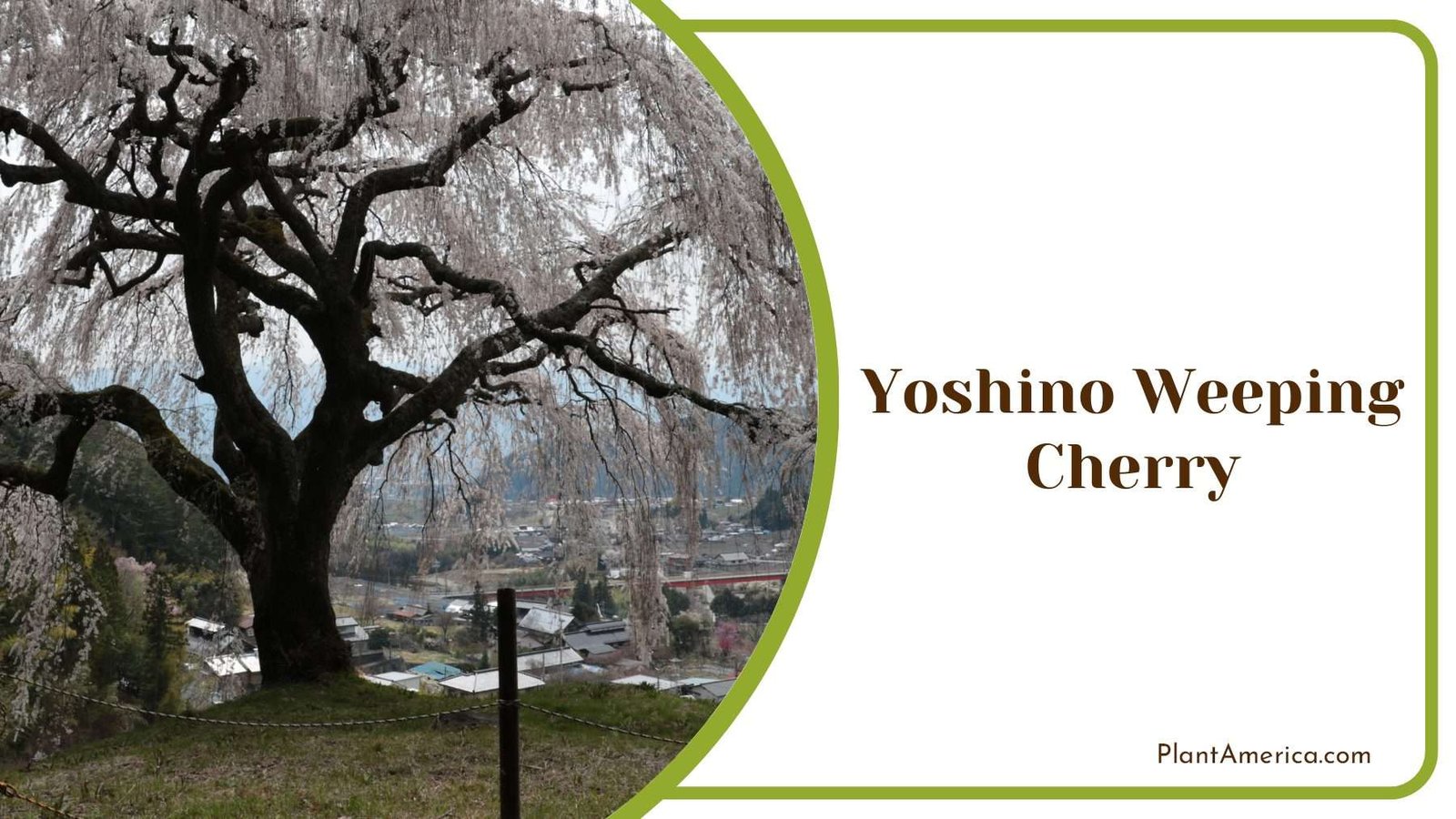 Yoshino Weeping Cherry Tree PlantAmerica