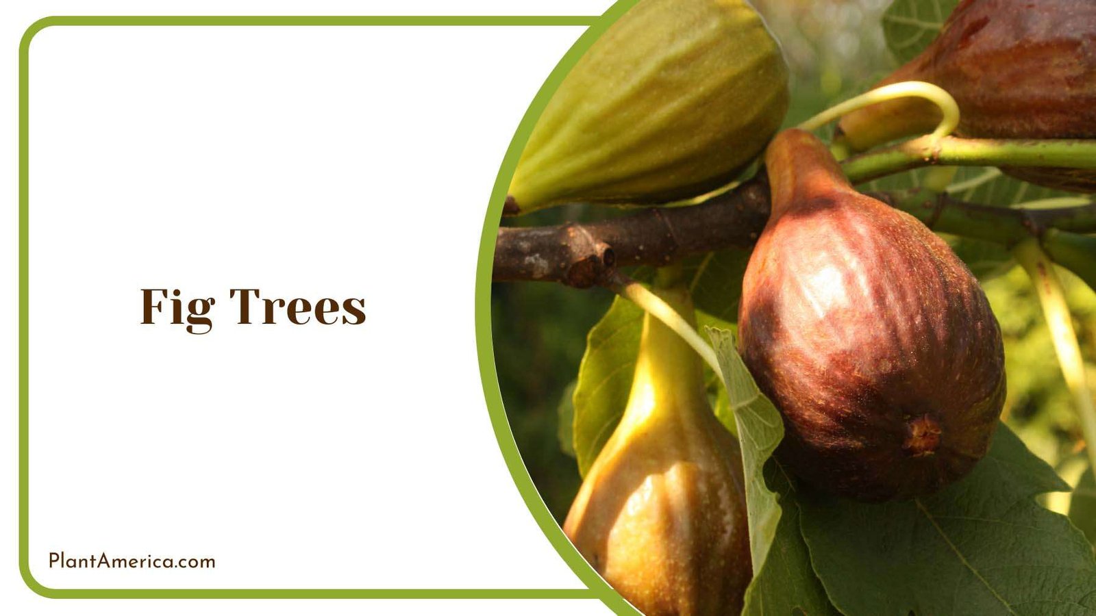 Young Fig Trees Plant America Young Fig Trees Plant America
