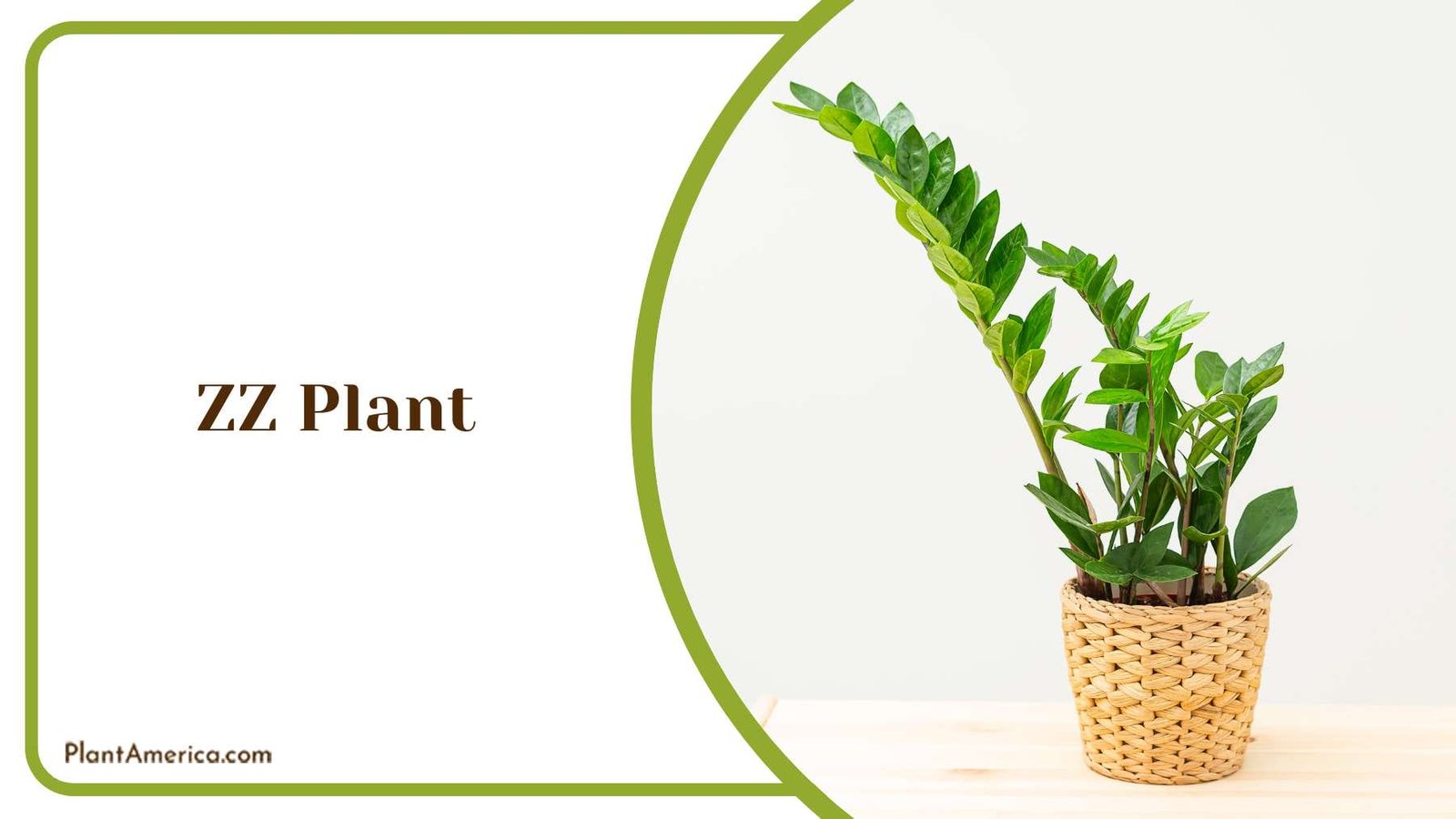 ZZ Plant Interior Refinement Plant America 1