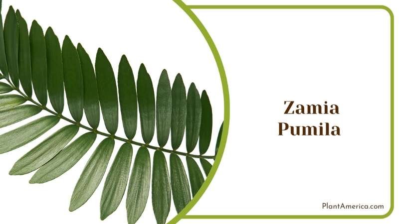 Zamia Pumila Green Leaves Plant America