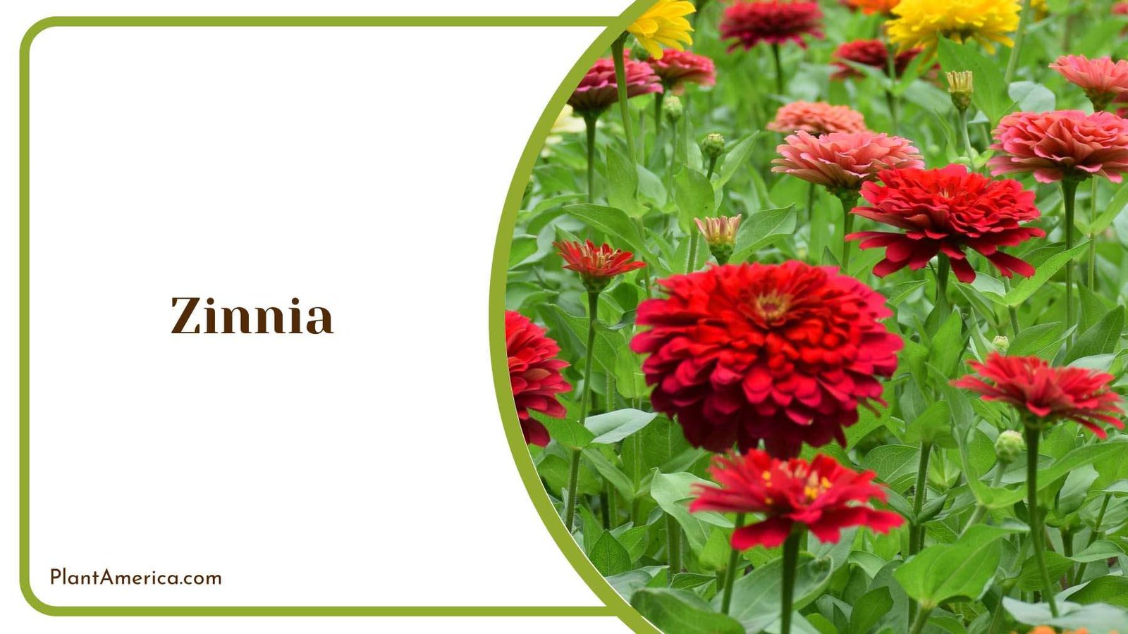 Zinnia Flower Medium Size Plant America Zinnia Flower Medium Size Plant America