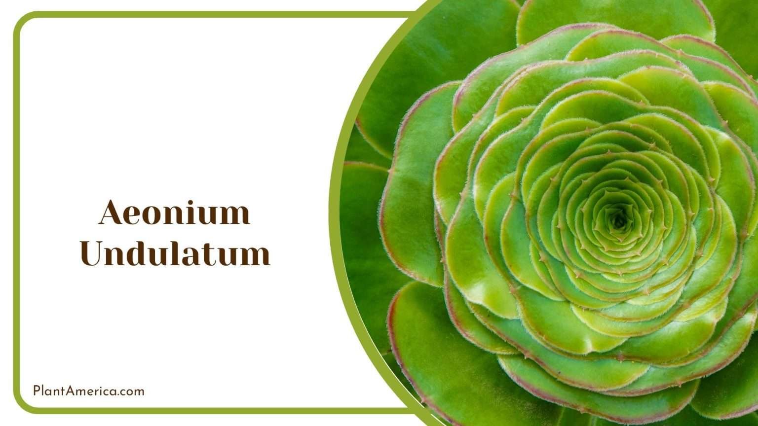 30 Types of Aeonium for a Colorful Display In Your Garden - Plant America