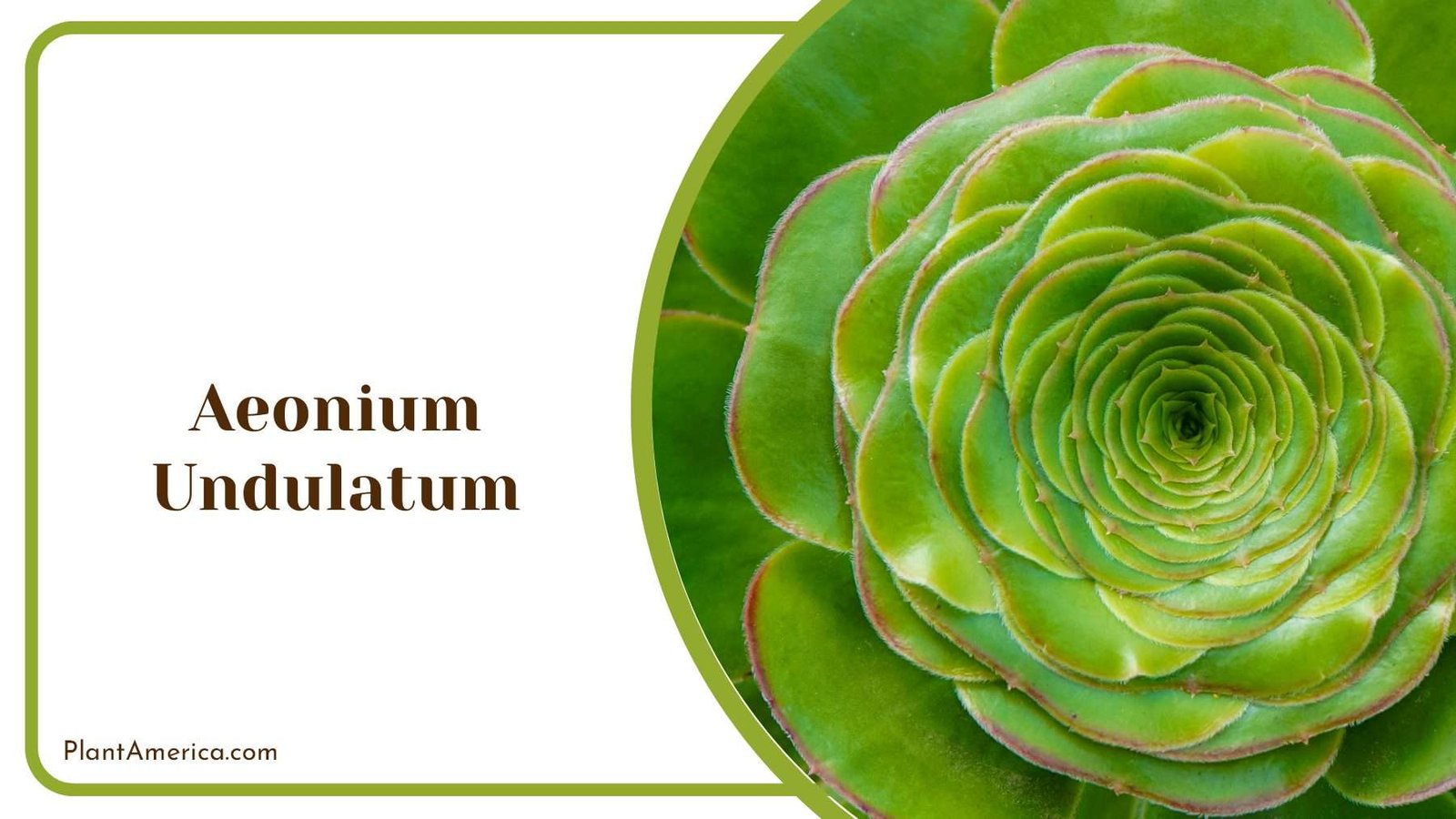 Zygomorphic Aeonium Undulatum Plant America