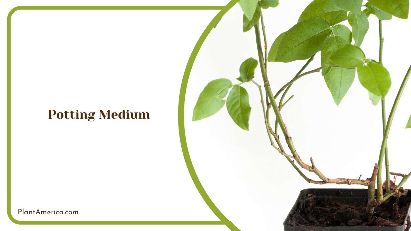 A Blueberries Bush In a Black Pot On White Background Plant America