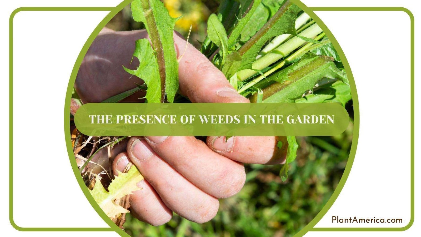 A Bunch Of Weed In Hand Of a Gardener PlantAmerica