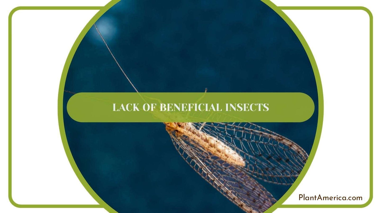 A Close Look On Lacewing One of Many Beneficial Insects PlantAmerica