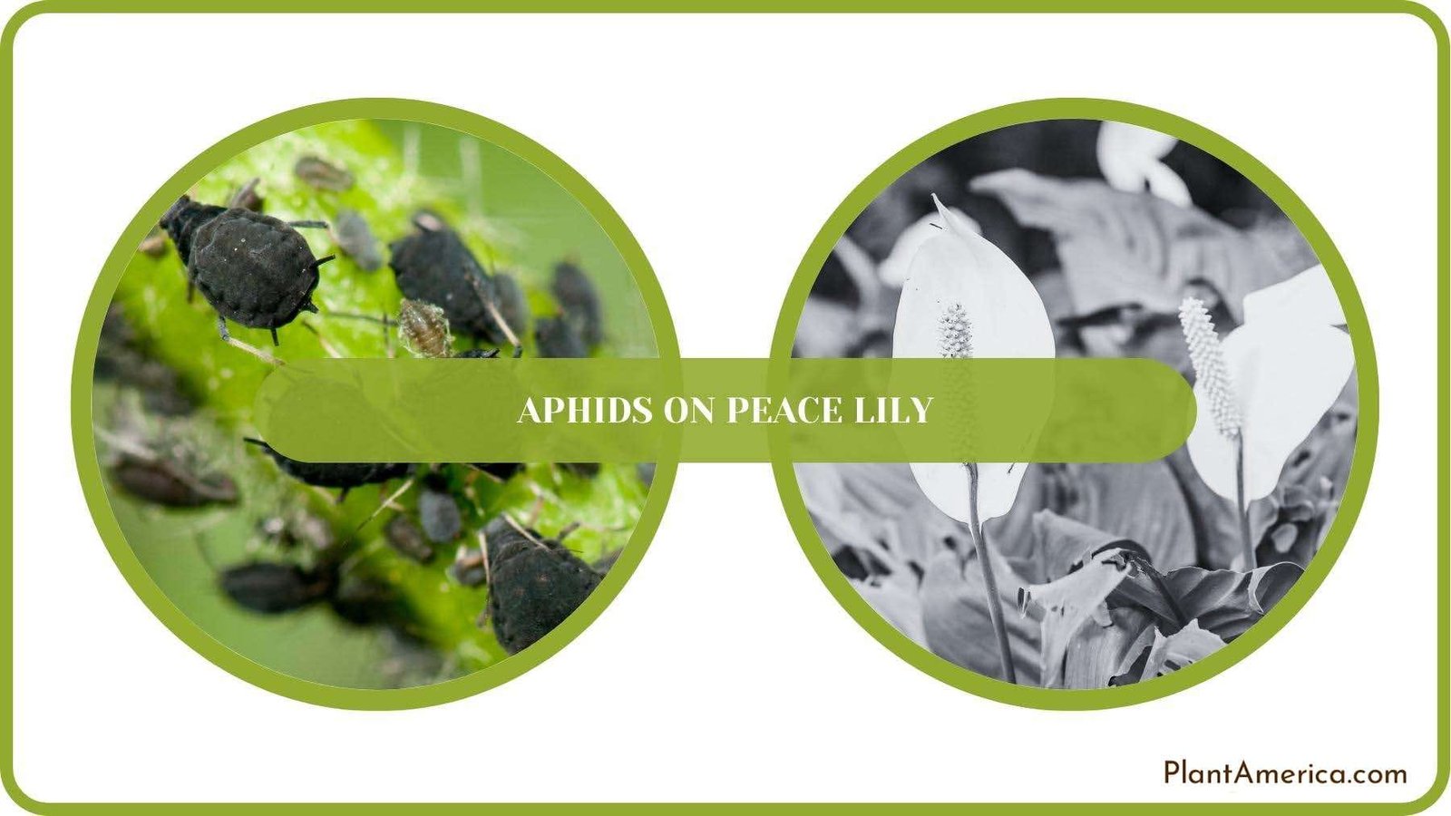A Closure For Aphids on Peace Lily PlantAmerica