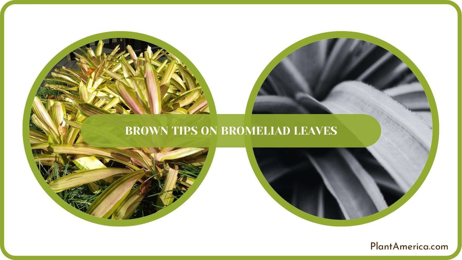 A Closure For Brown Tips on Bromeliad Leaves Plant America