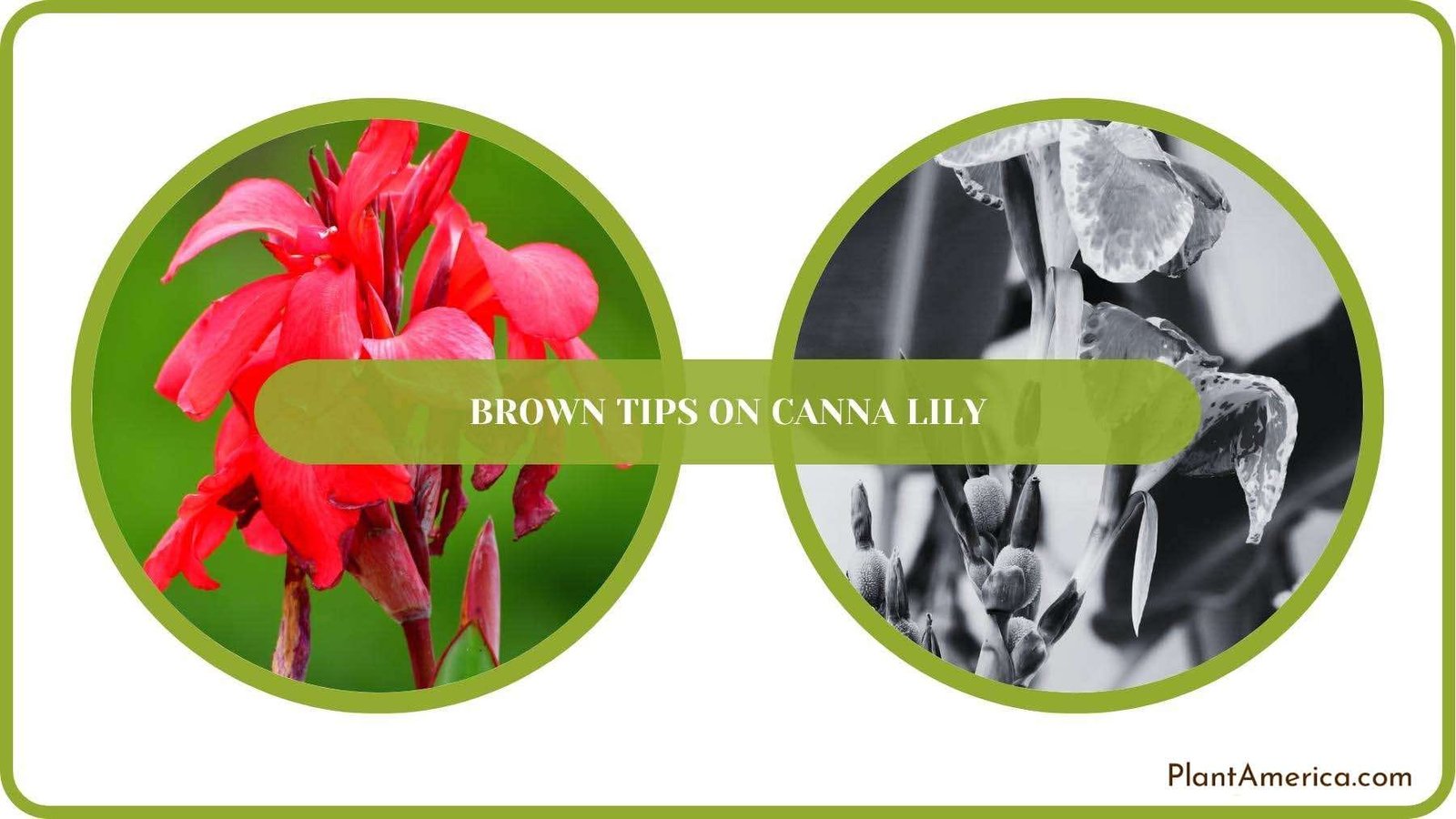 A Closure For Brown Tips on Canna Lily Plant America A Closure For Brown Tips on Canna Lily Plant America