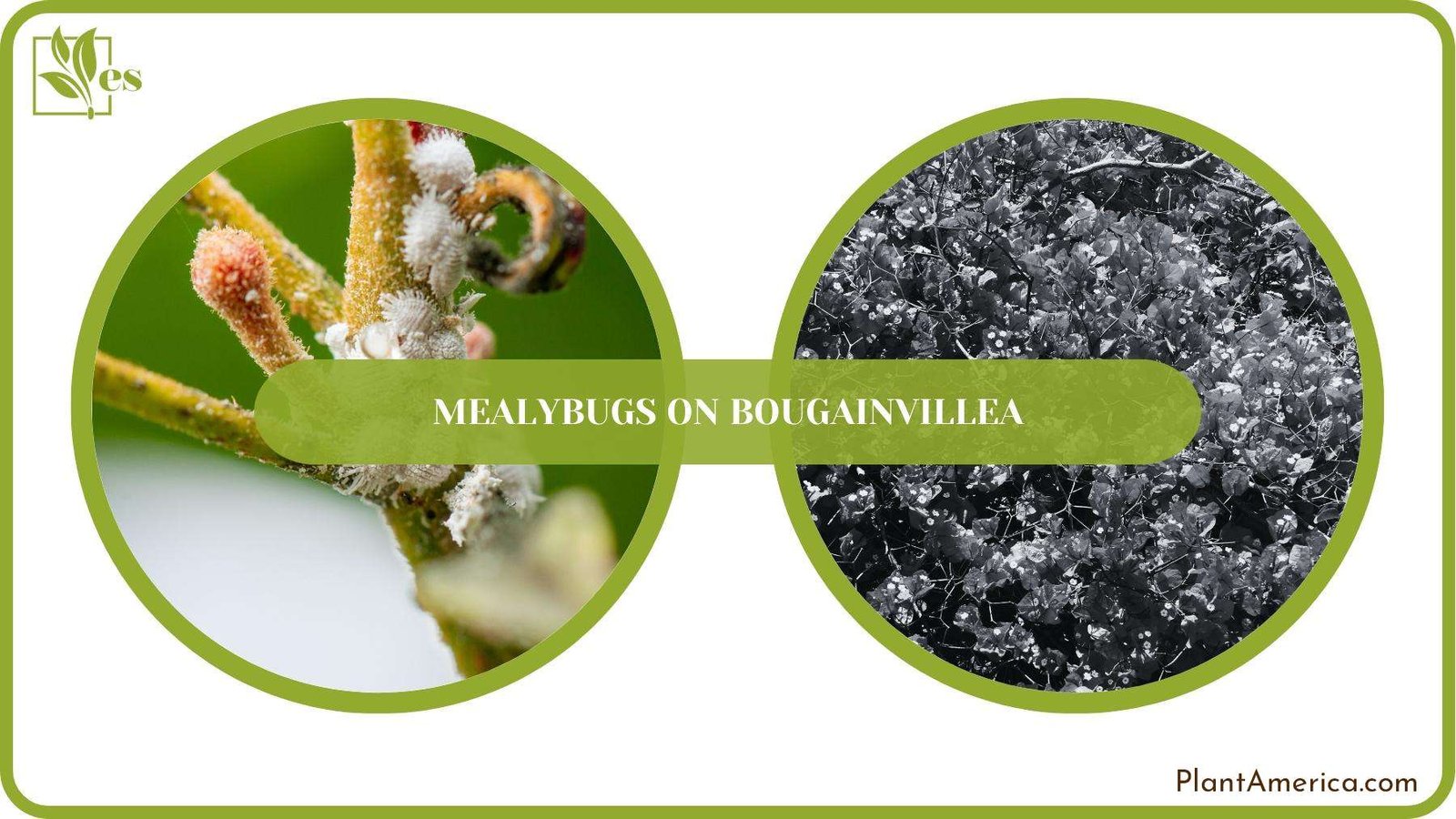 A Closure For Mealybugs on Bougainvillea Plant America A Closure For Mealybugs on Bougainvillea Plant America