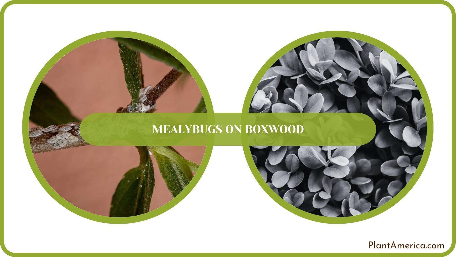 A Closure For Mealybugs on Boxwood Plant America