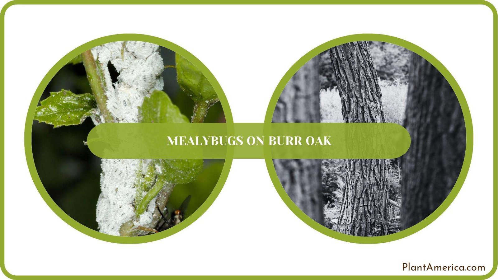 A Closure For Mealybugs on Bristle Brush Cacti Plant America