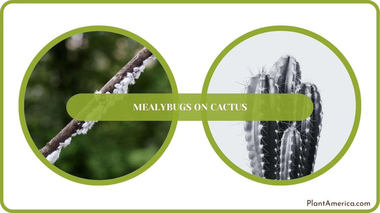 A Closure For Mealybugs on Cactus Plant America