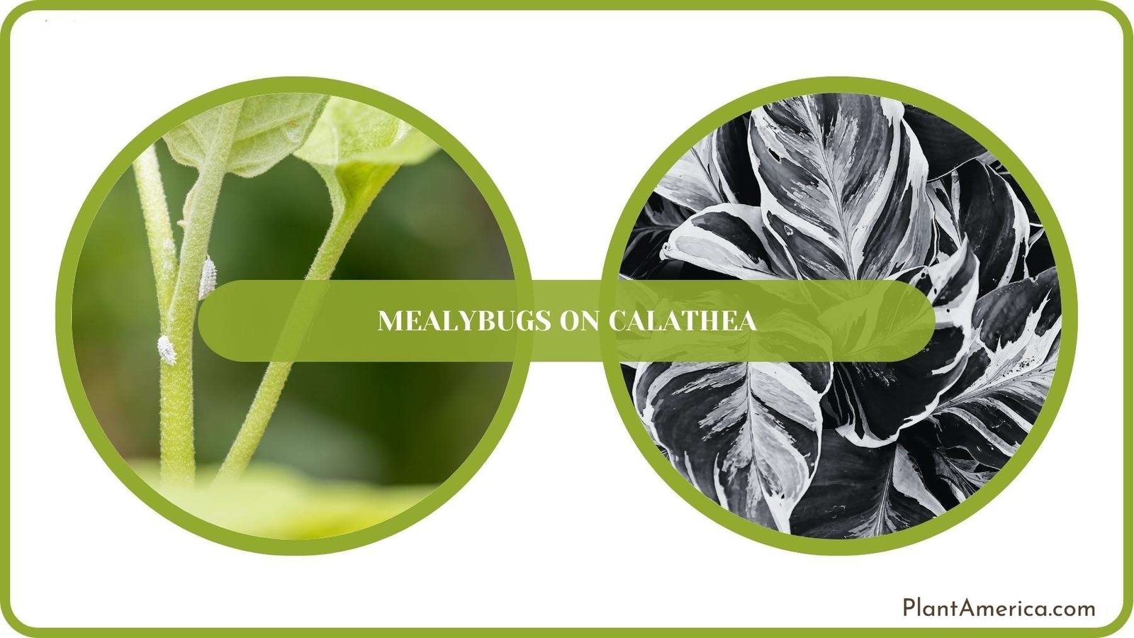 A Closure For Mealybugs on Calathea ~ Plant America