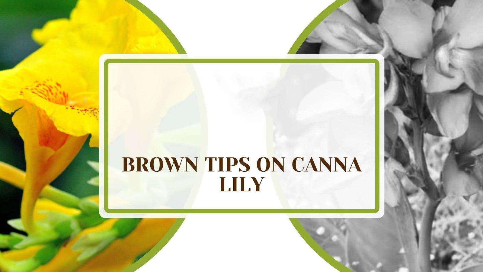 A Full Article About Brown Tips on Canna Lily Plant America 1 Brown Tips on Canna Lily: Here’s How to Greenify Them