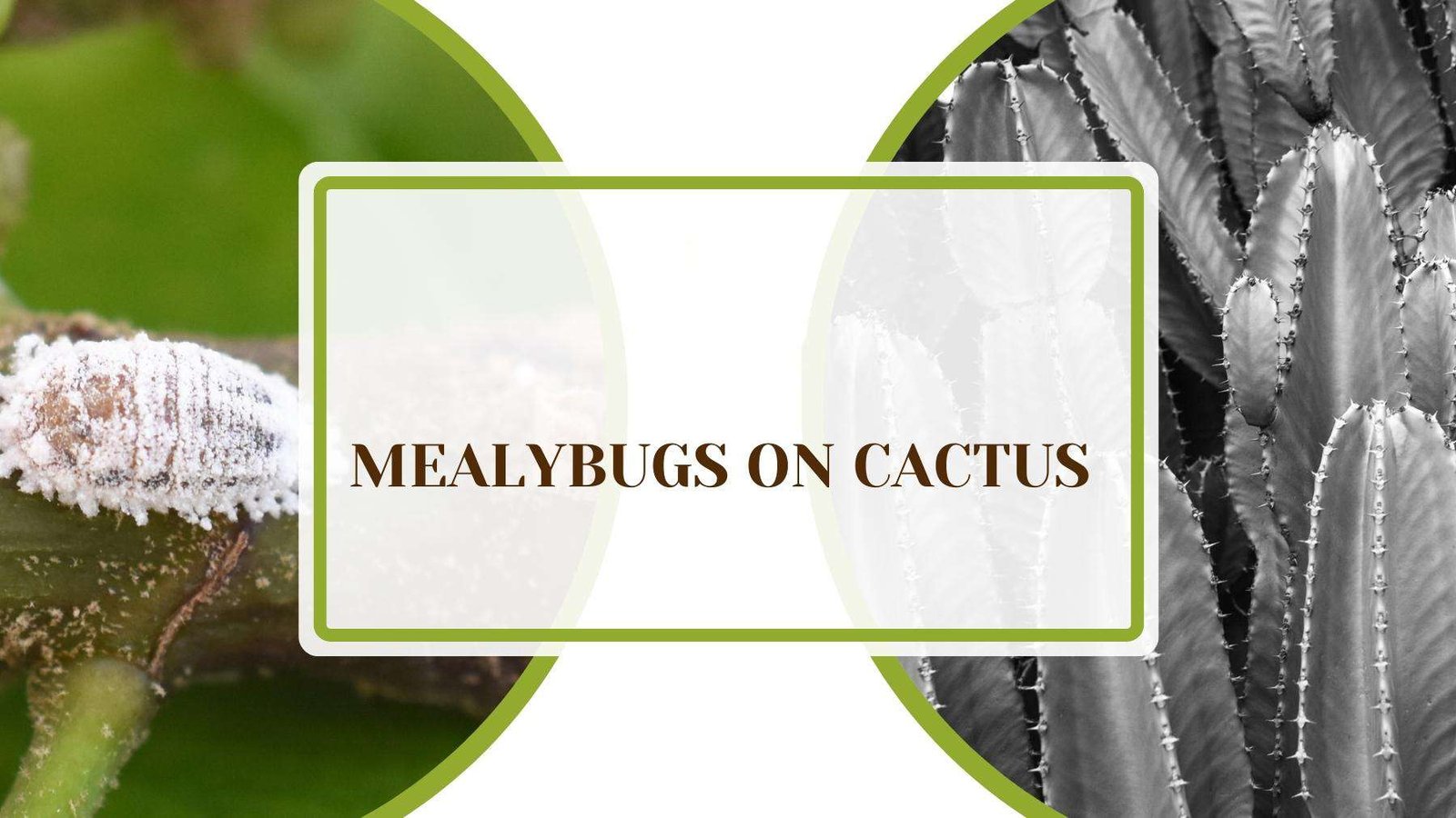 A Full Guide on Mealybugs on Cactus Plant America Mealybugs on Cactus — Best Search and Destroy Methods
