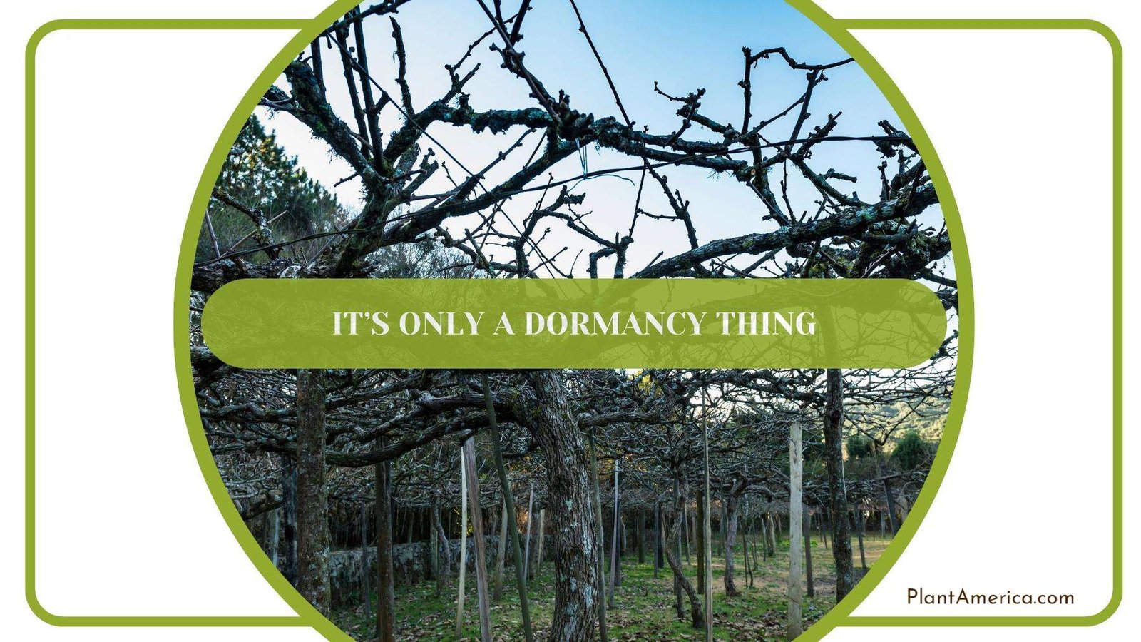 A Garden In Dormancy Time Plant America A Garden In Dormancy Time Plant America