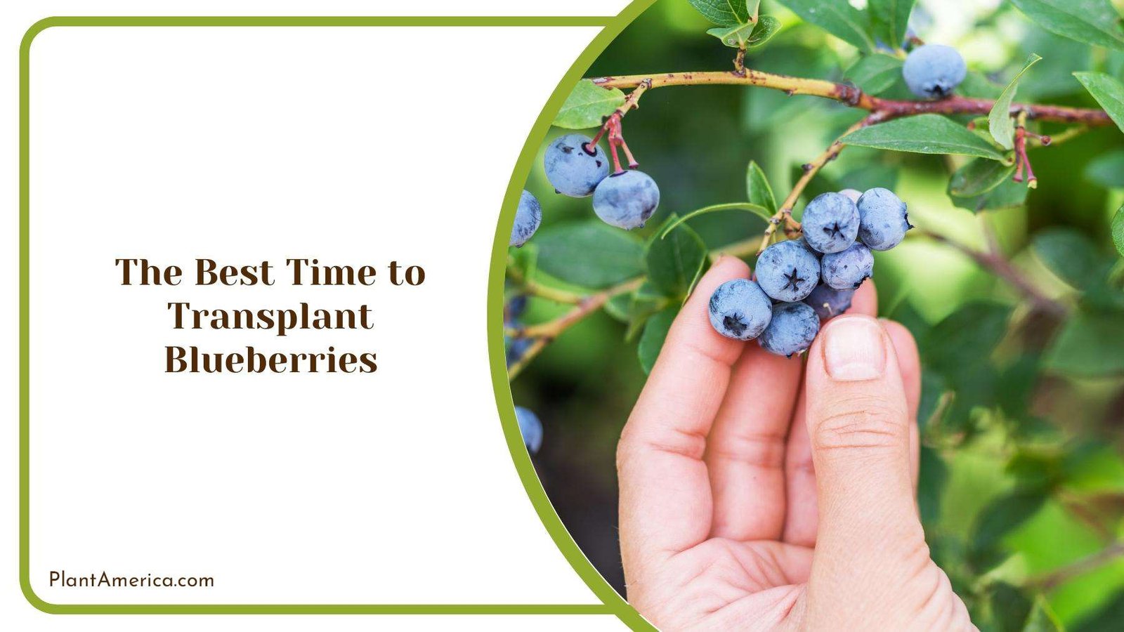 A Group Of Blueberries In Hands Of a Gardener Plant America A Group Of Blueberries In Hands Of a Gardener Plant America