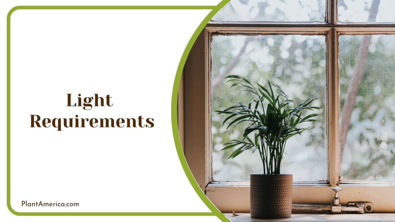A Plant Behind a Window Plant America