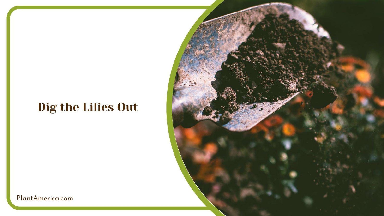 A Shovel Full Of Soil While Digging The Garden Plant America