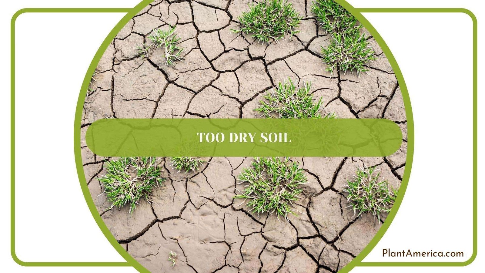 An Image Of Droughted and Too Dry Soil Plant America