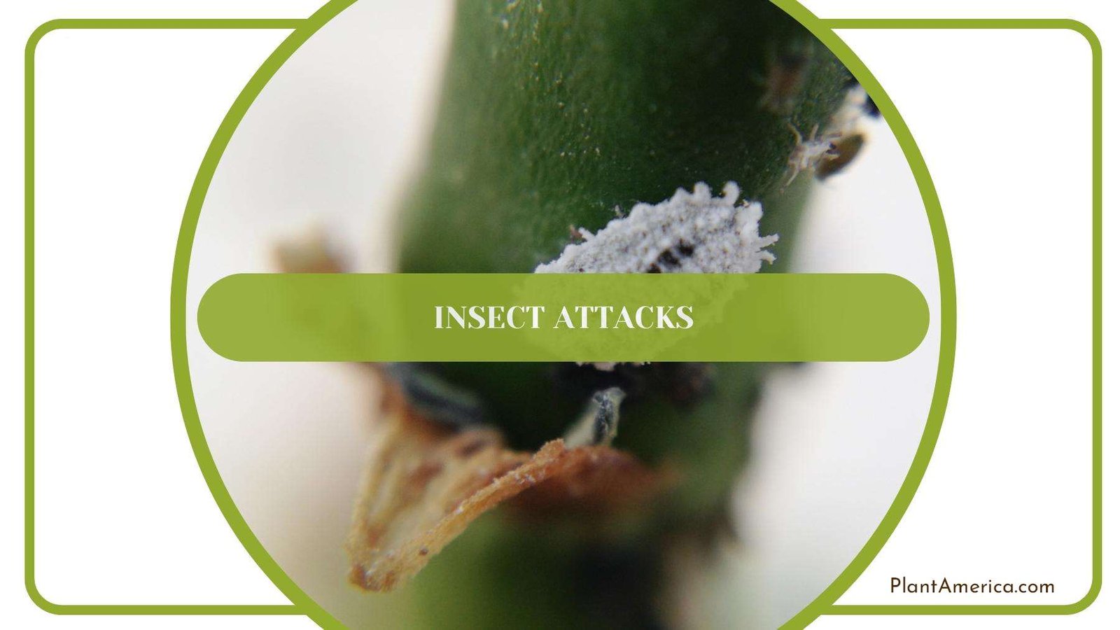 An Insect Attacking A Plant Plant America An Insect Attacking A Plant Plant America