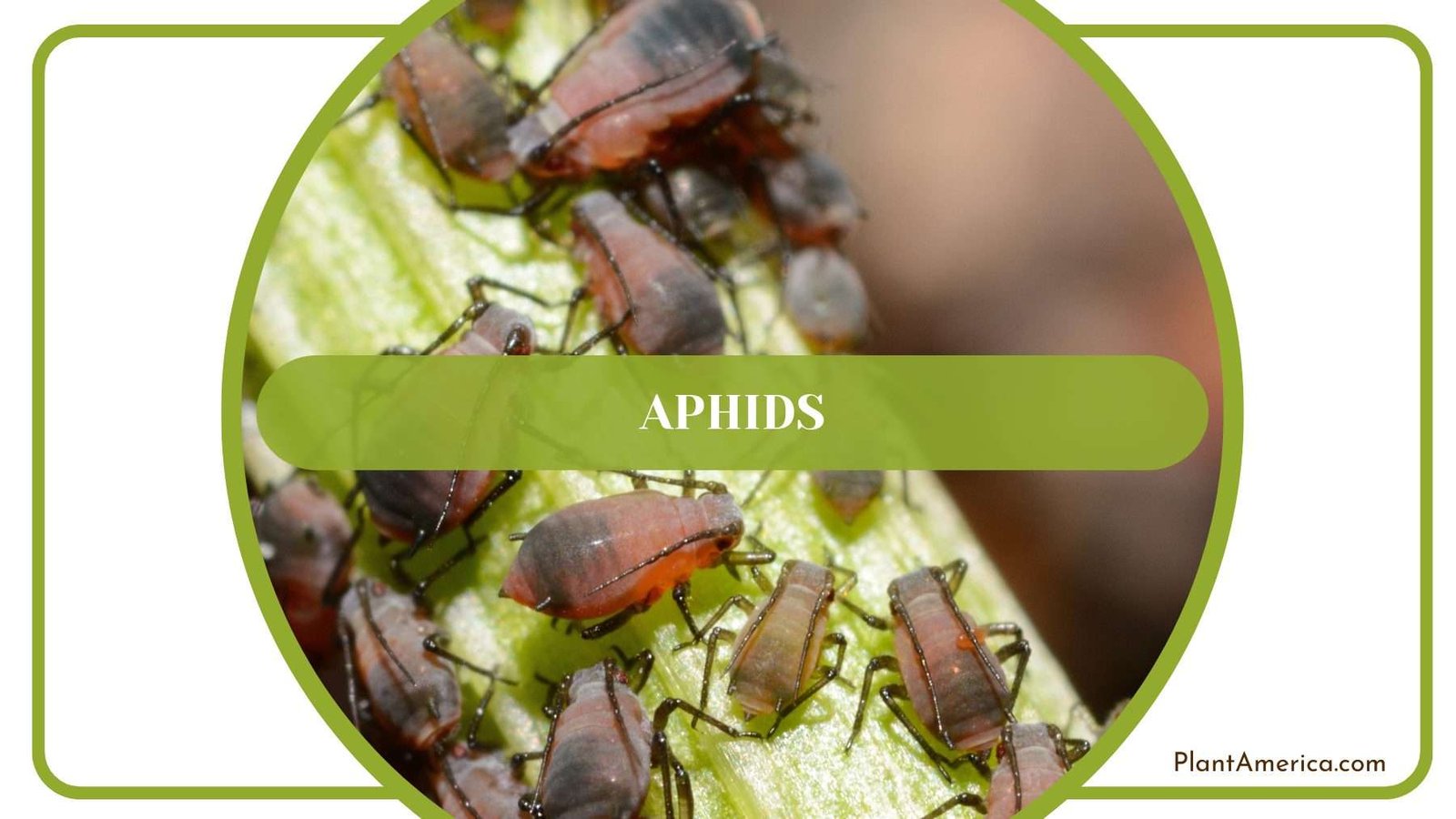 Aphids on Anthurium Insigne Plant America
