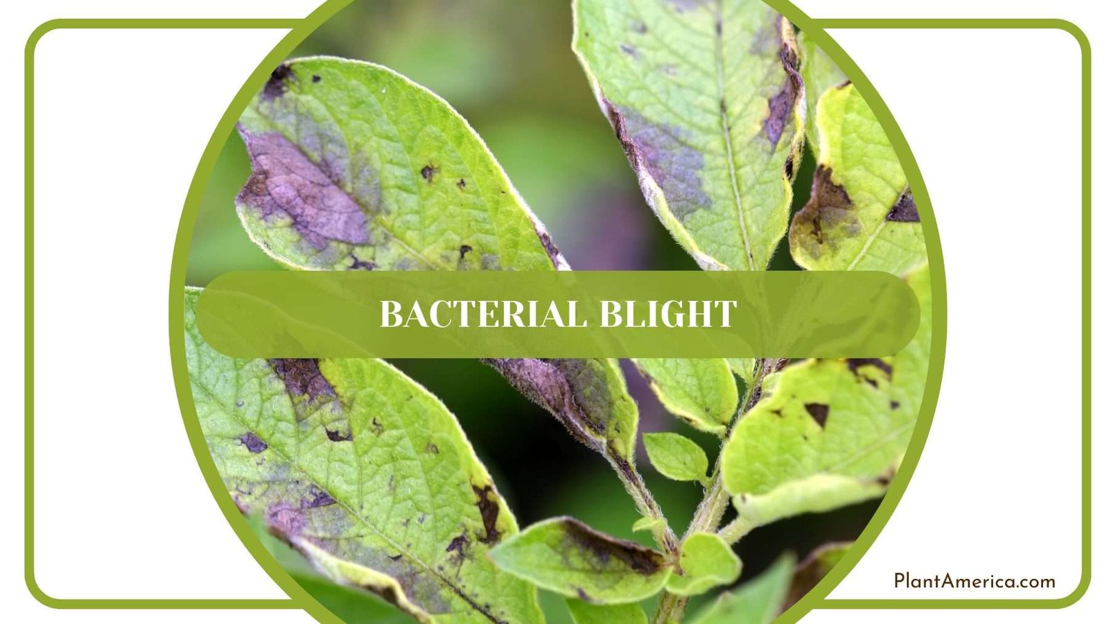 Bacterial Blight on Dorayaki Plant America