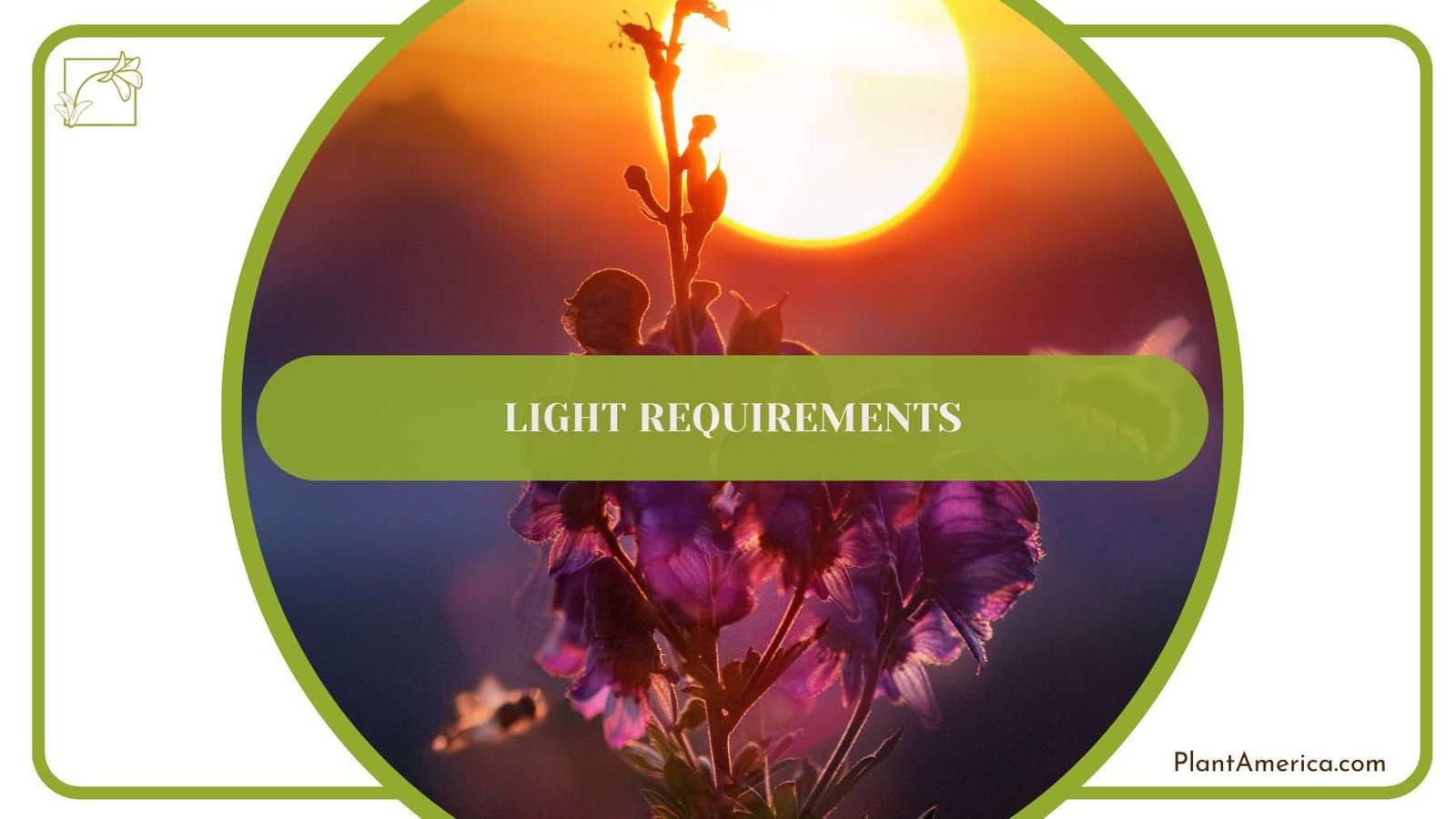 Balaoanum Light Requirements Plant America