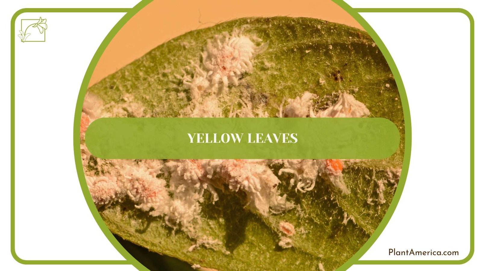 Balaoanum Yellow Leaves Plant America