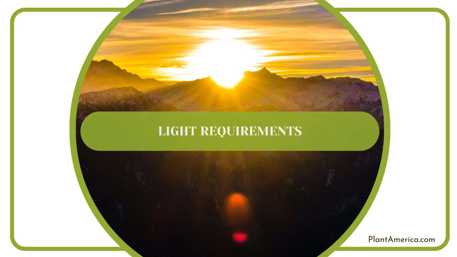 Begonia Light Requirements Plant America