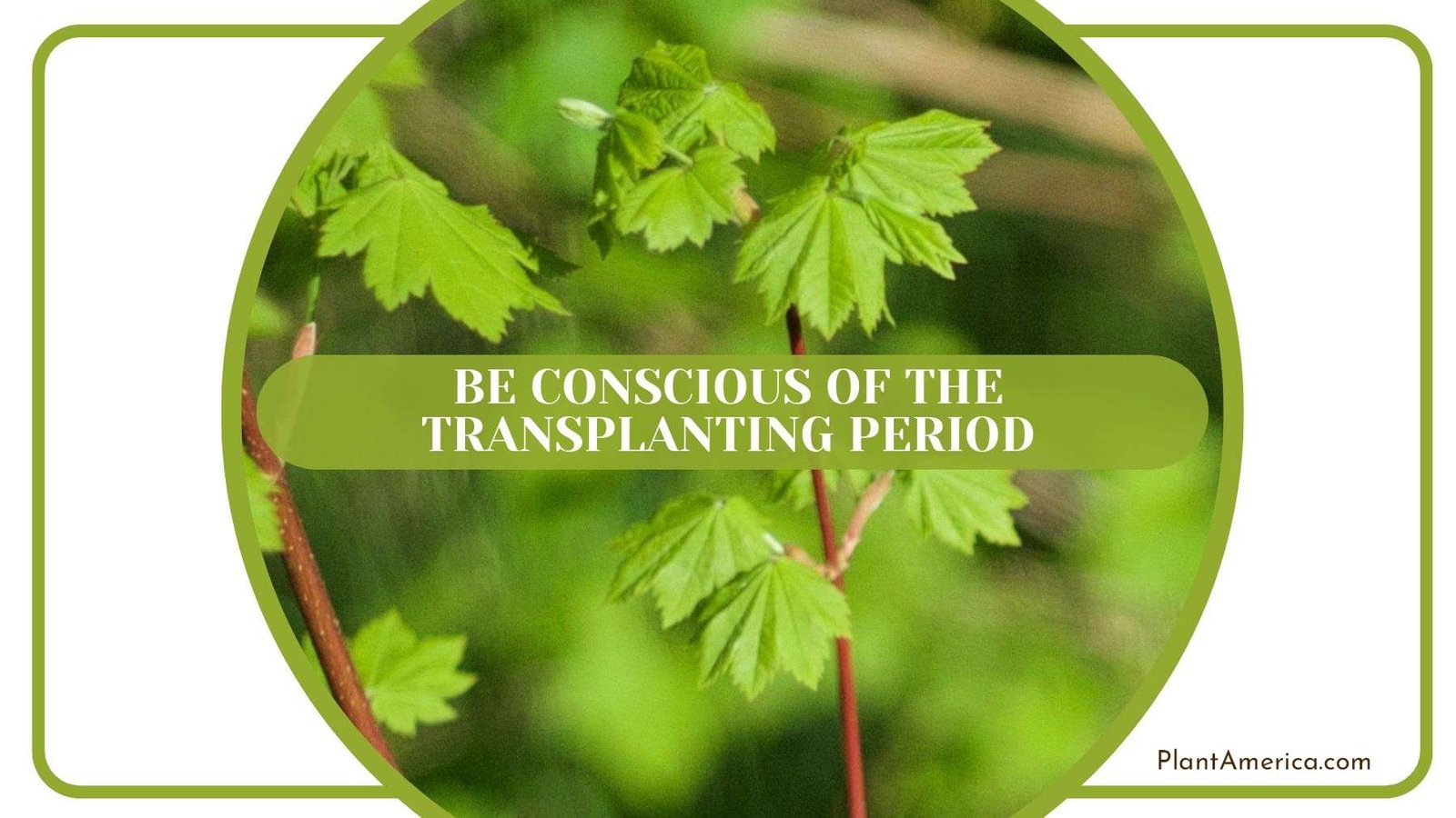 Being Conscious of Vine Maple Transplanting Period PlantAmerica Being Conscious of Vine Maple Transplanting Period PlantAmerica