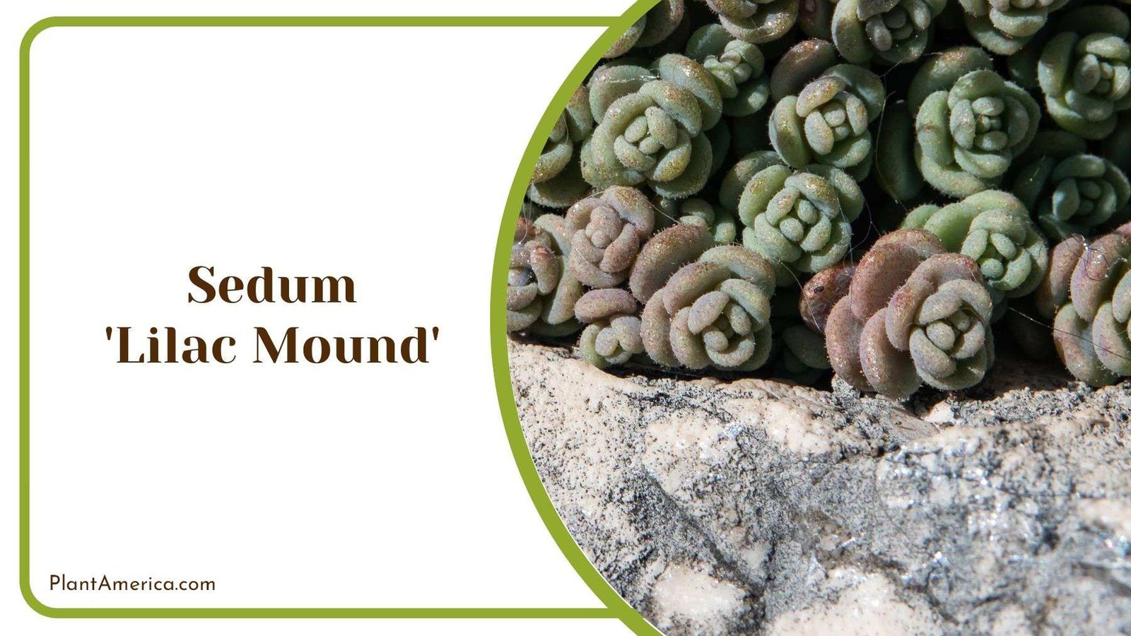 Best Season for Sedum Lilac Mound Plant America