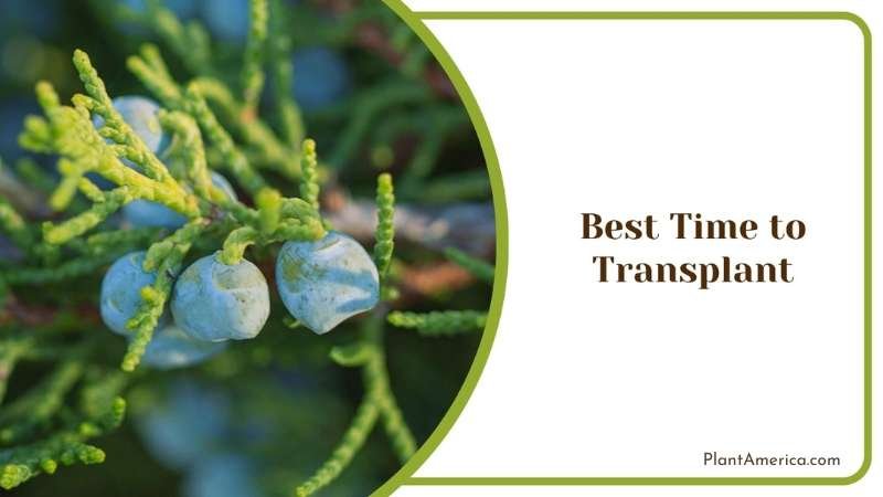 Best Time to Transplant Juniper Plant America