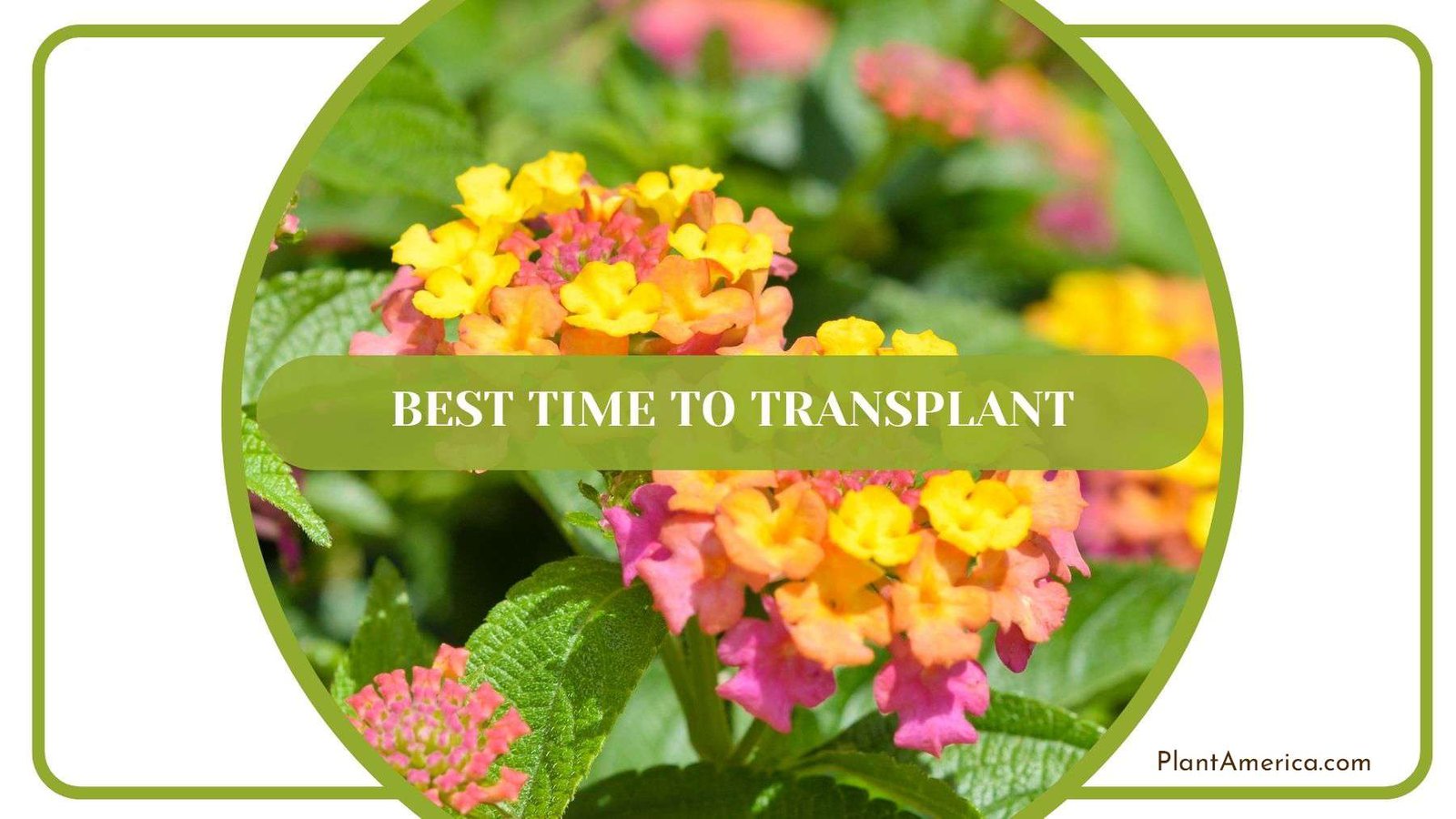 Best Time to Transplant Lantana Plant America Best Time to Transplant Lantana Plant America