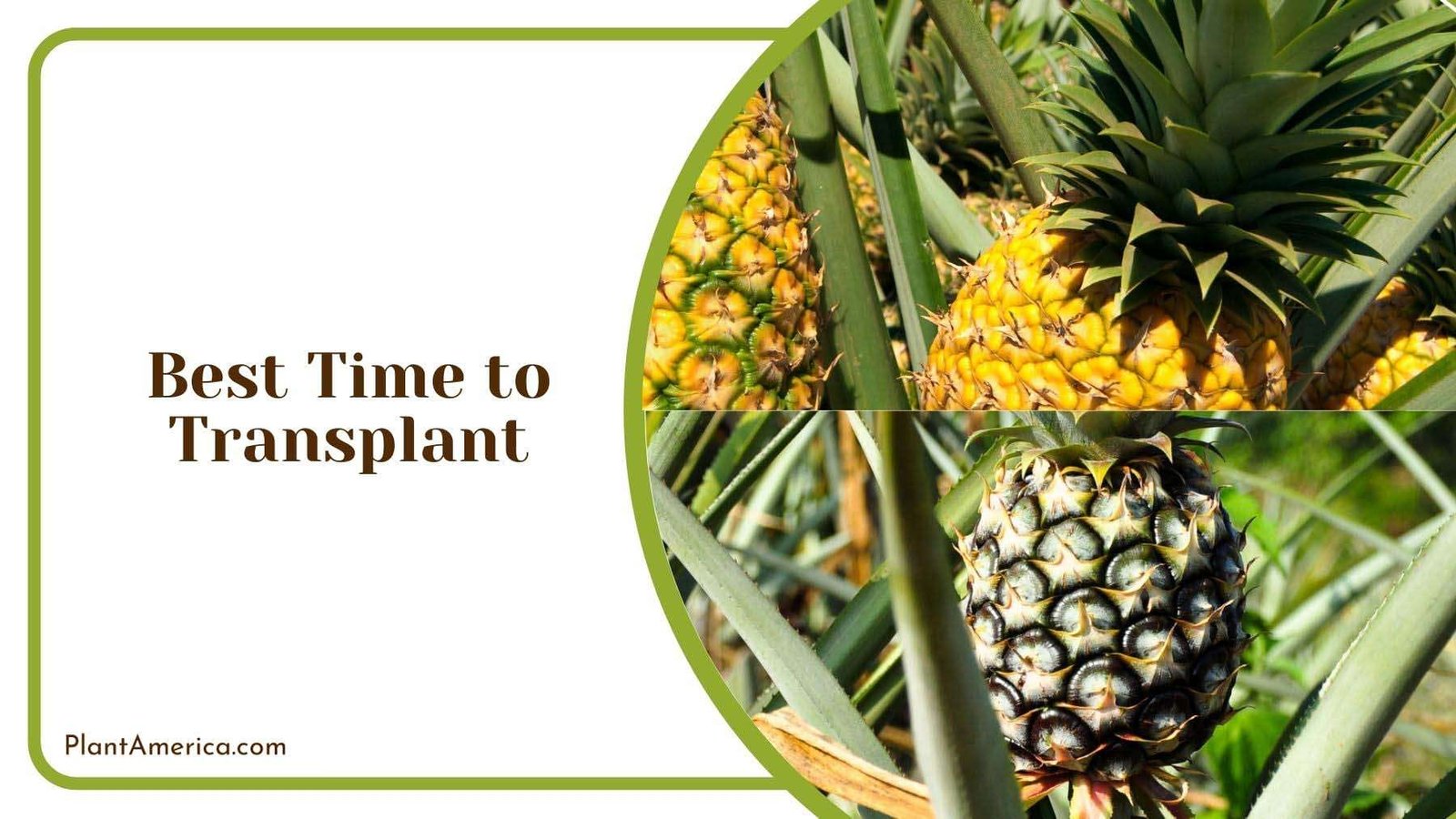 Best Time to Transplant Pineapple Plant Plant America