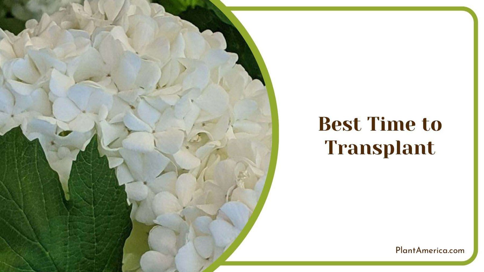 Best Time to Transplant Snowball Bush Plant America Best Time to Transplant Snowball Bush Plant America