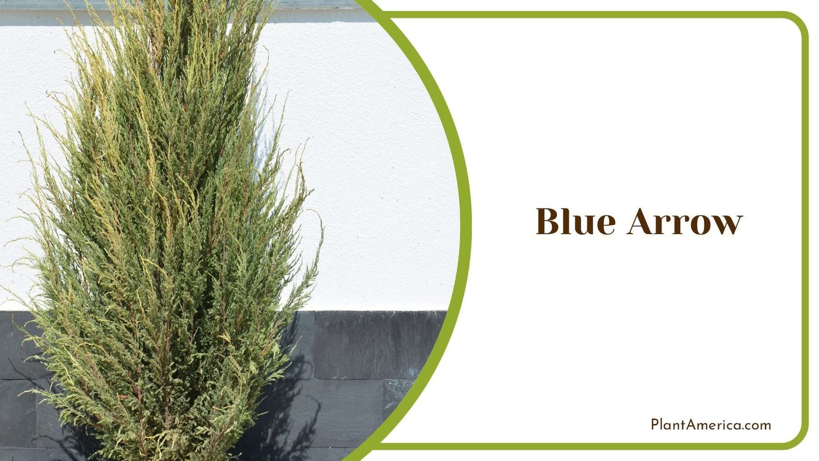 Blue Arrow In The Backyard Plant America