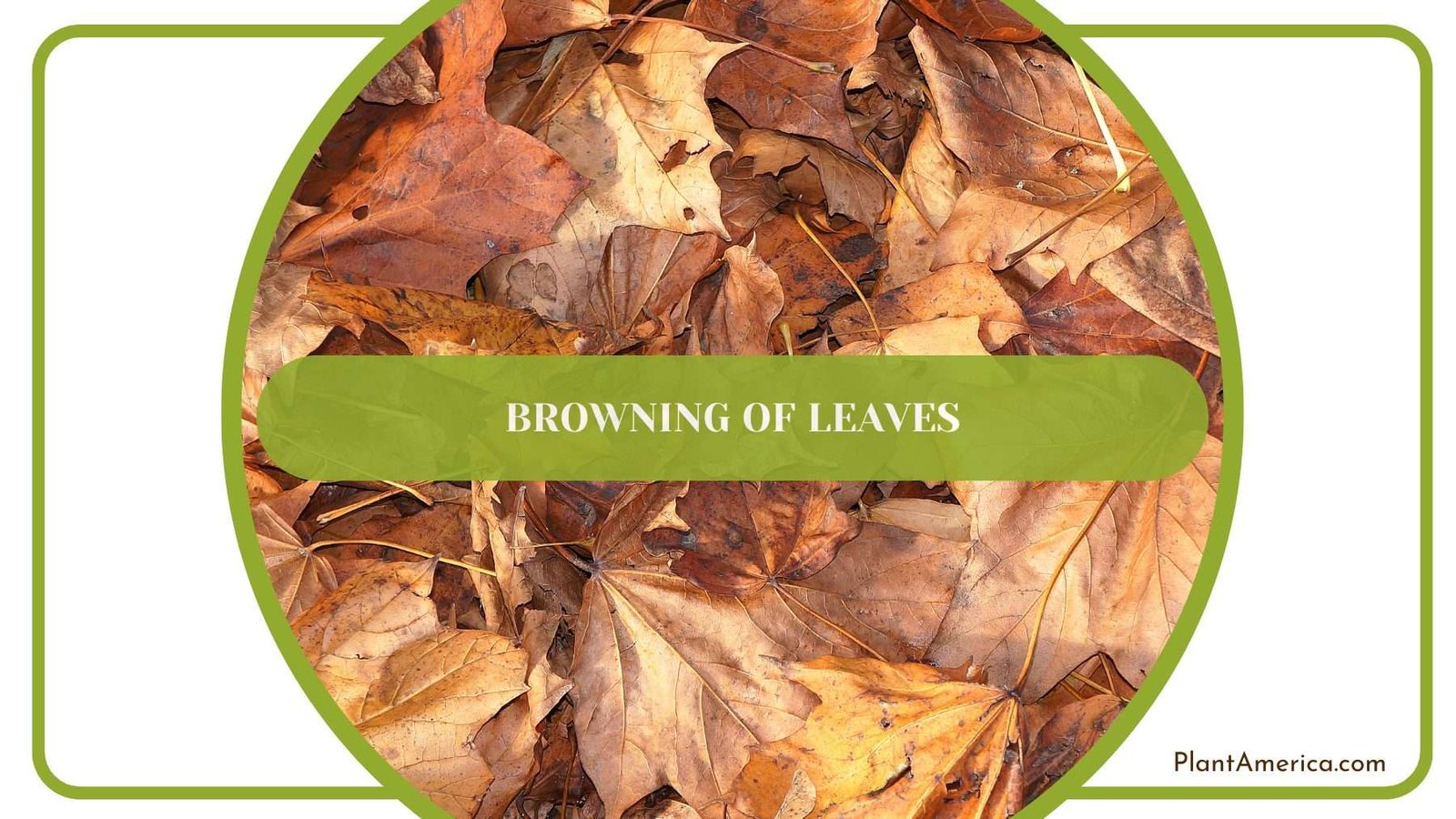 Browning of Leaves Plant America