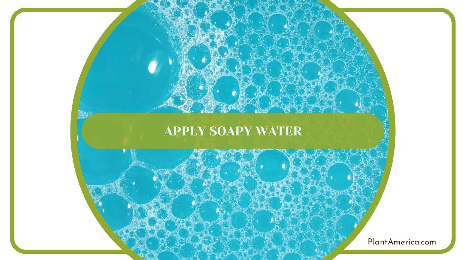 Bubbles Of a Soapy Water Plant America