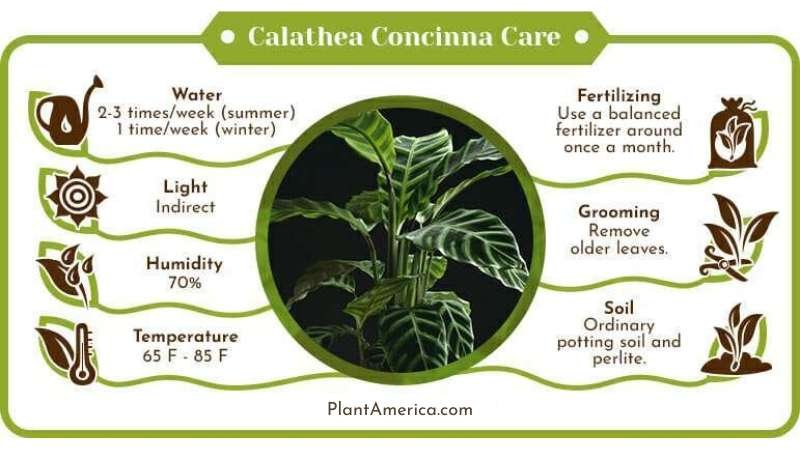 Calathea Concinna Care Infographic Plant America Calathea Concinna Care: The Exotic Plant with Zebra Striped Leaves