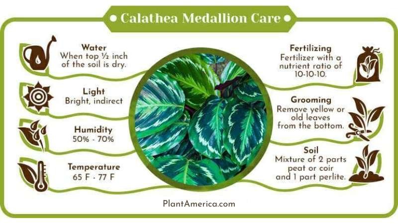 Calathea Medallion Care Infographic Plant America The Calathea Medallion: Care Guidelines Summed Up
