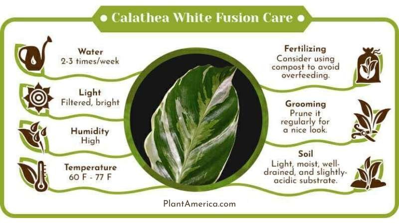 Calathea White Fusion Care Infographic Plant America Calathea White Fusion Care: A Simple and Elegant Plant for You