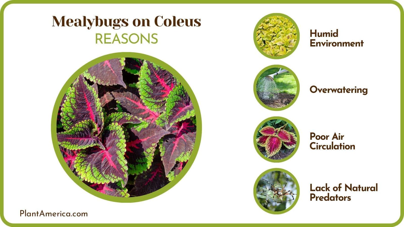 Cause of Bugs on Coleus Plants Plant America